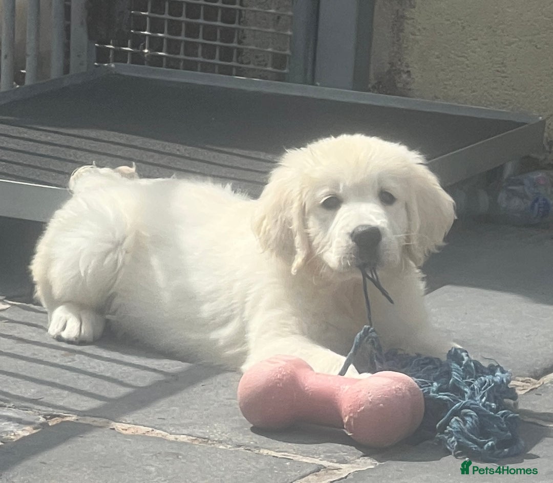 Golden Retriever dogs for sale: Stunning Puppies by Kezdek’s Golden Retrievers - Image 1