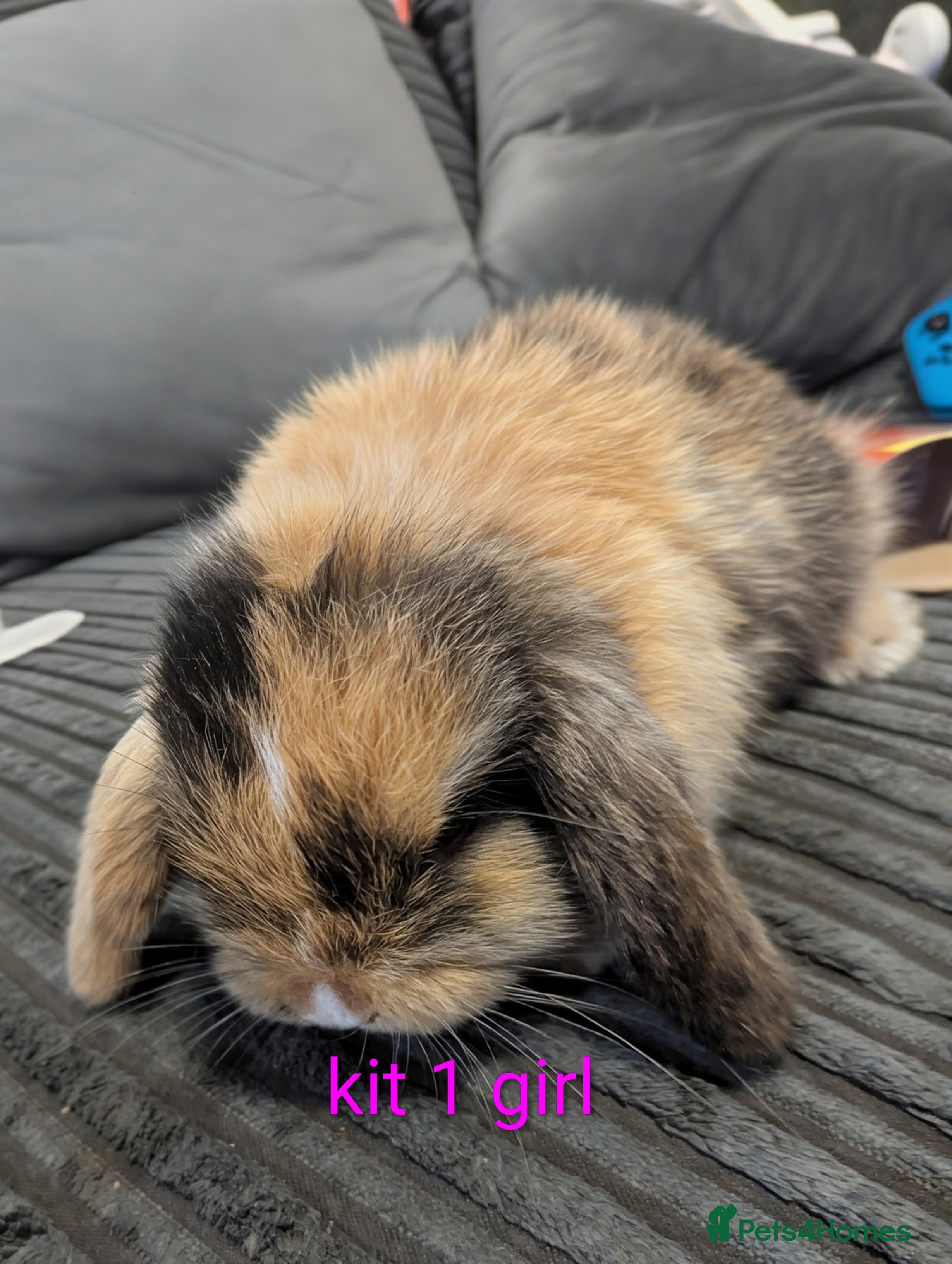 Mini Lop rabbits Mini lop doe (house rabbit only) - Advert 1