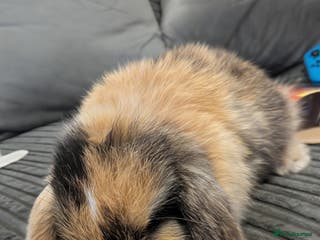 Mini Lop rabbits Mini lop doe (house rabbit only) - Advert 1