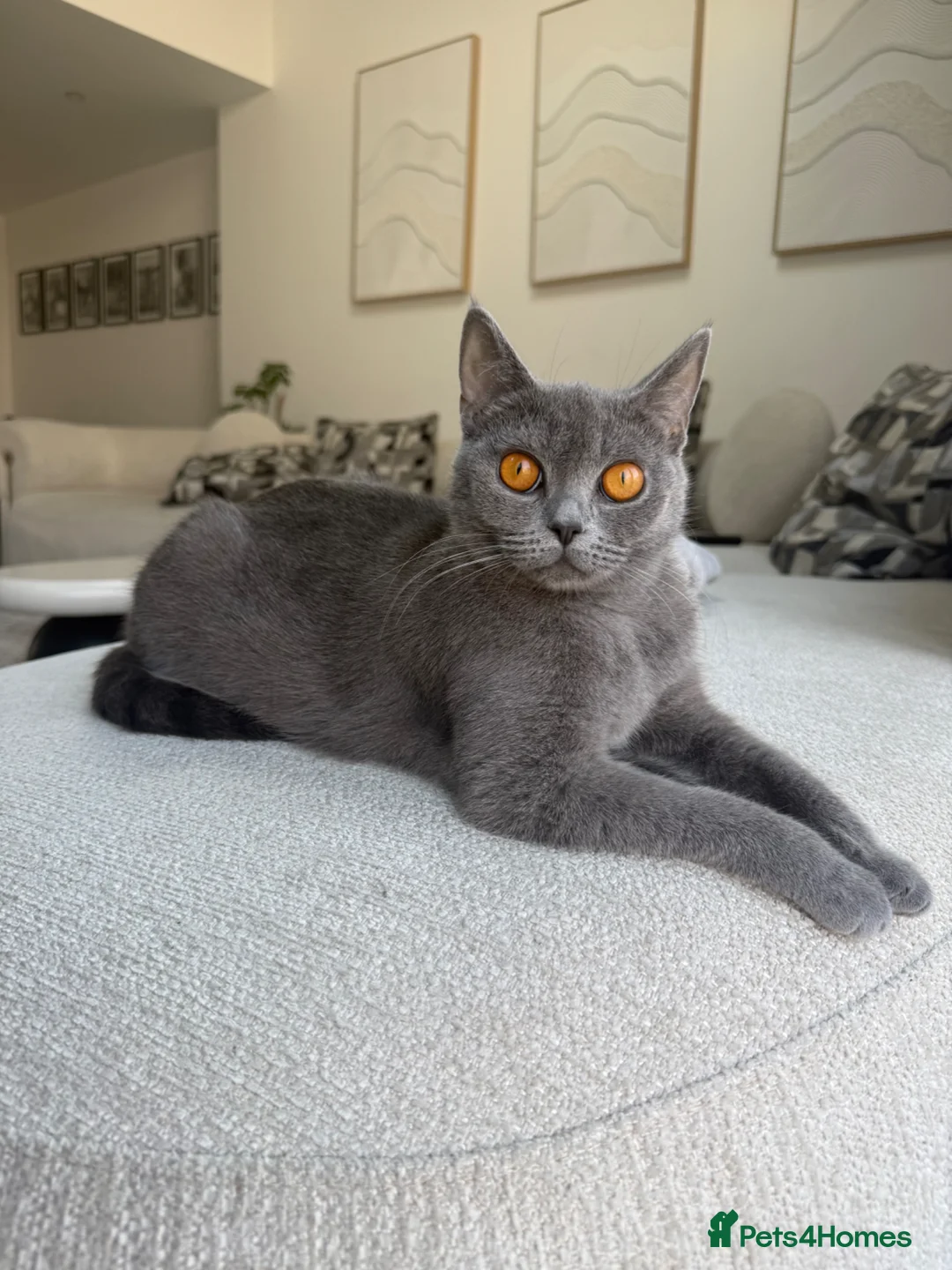 British Shorthair cats for sale: British shorthair  - Advert 2