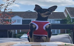 Russian Toy Terrier dogs for stud: Not Proven Stud Looking For Female  - Image 8