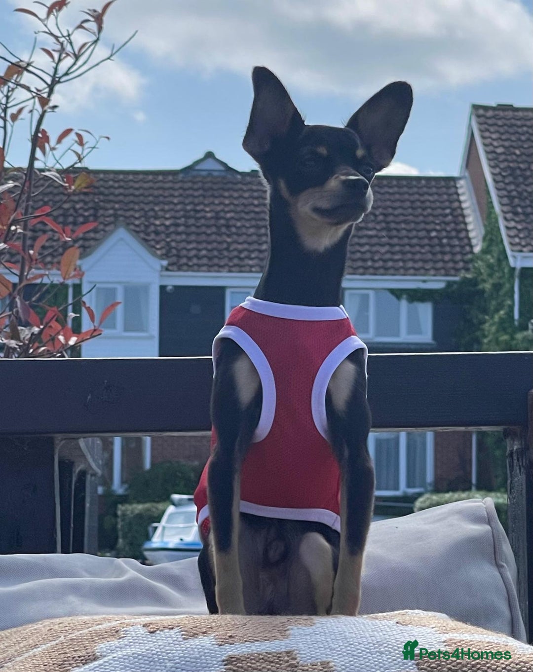 Russian Toy Terrier dogs for stud: Not Proven Stud Looking For Female  - Image 8