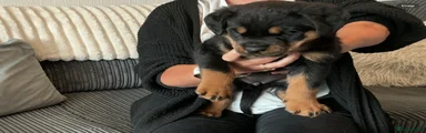 Rottweiler Puppy 2