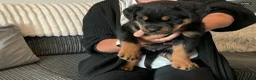 Rottweiler dogs for sale: Rottweiler puppy  - Advert 6