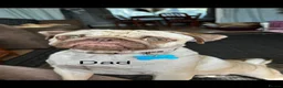 Pug dogs for sale: Stunning pug Puppies  - Advert 8