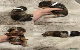 Sprocker dogs for sale: Sprocker puppies for sale - Advert 9