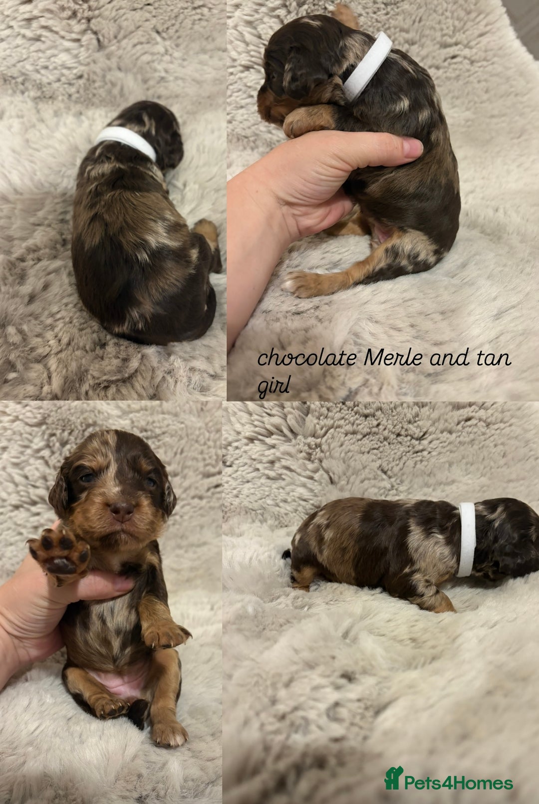 Sprocker dogs for sale: Sprocker puppies for sale - Advert 9