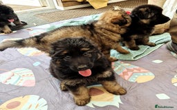 German Shepherd dogs for sale: German Shepherd Puppies - Image 26