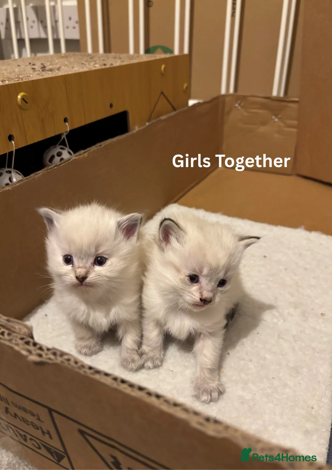Ragdoll cats for sale: ✨Ragdoll Kittens for Sale - Advert 8