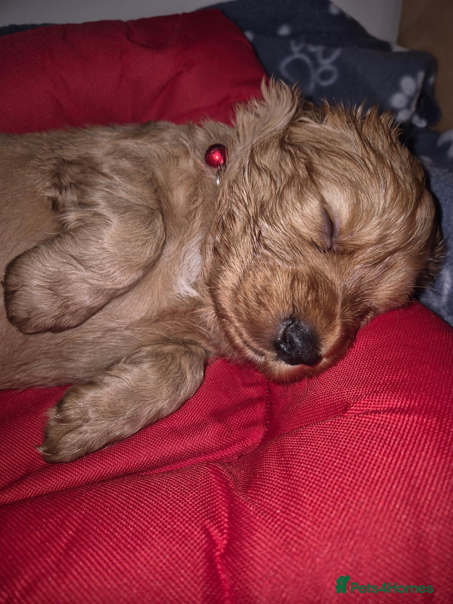 Cockapoo dogs Gorgeous & Adorable F1b Puppies   - Advert 2