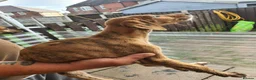 Lurcher dogs for sale: Lurcher in Newcastle - Advert 8