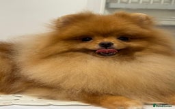 Pomeranian dogs for sale: White and Orange Pomeranian Boys - Image 9