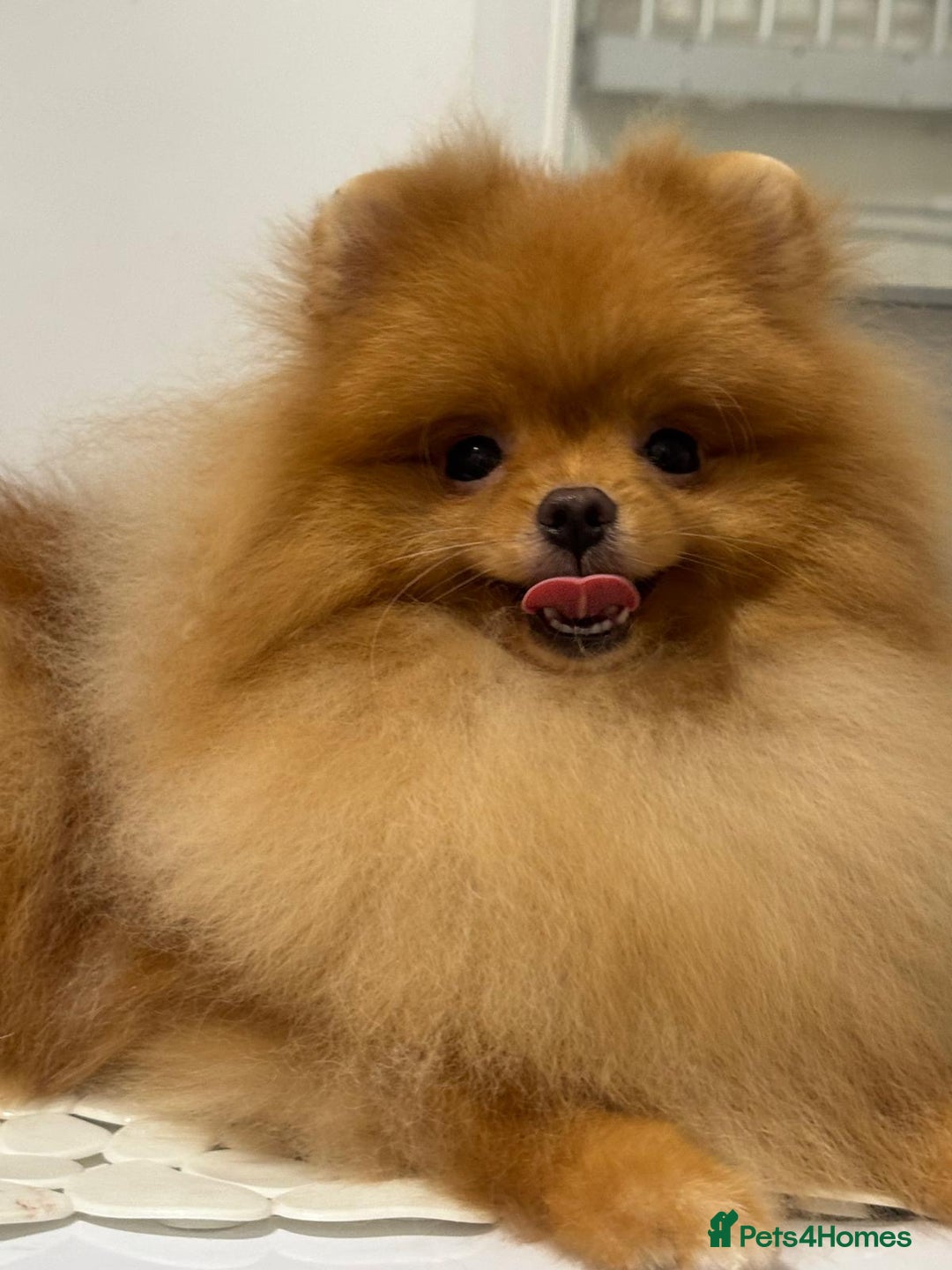Pomeranian dogs for sale: White and Orange Pomeranian Boys - Image 9