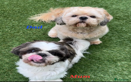 Shih Tzu dogs for sale: 💕🐶💕 STUNNING SHIH TZU 💕🐶💕 - Image 1