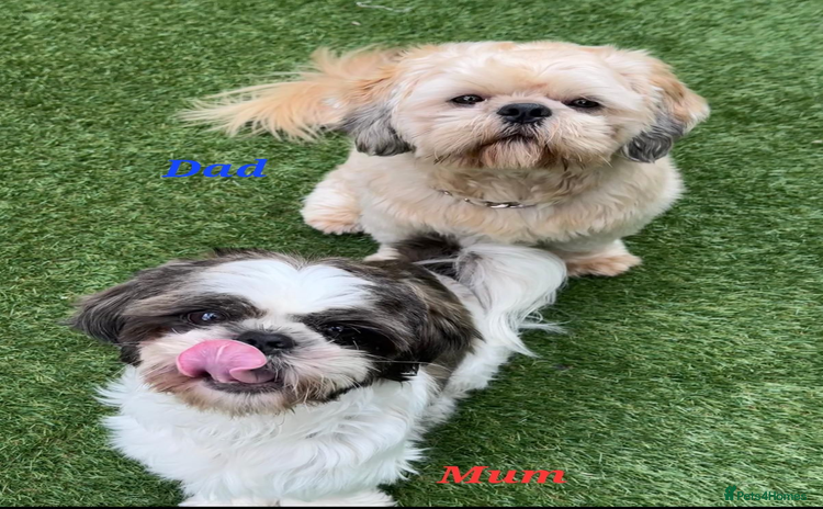 Shih Tzu dogs - Advert 3