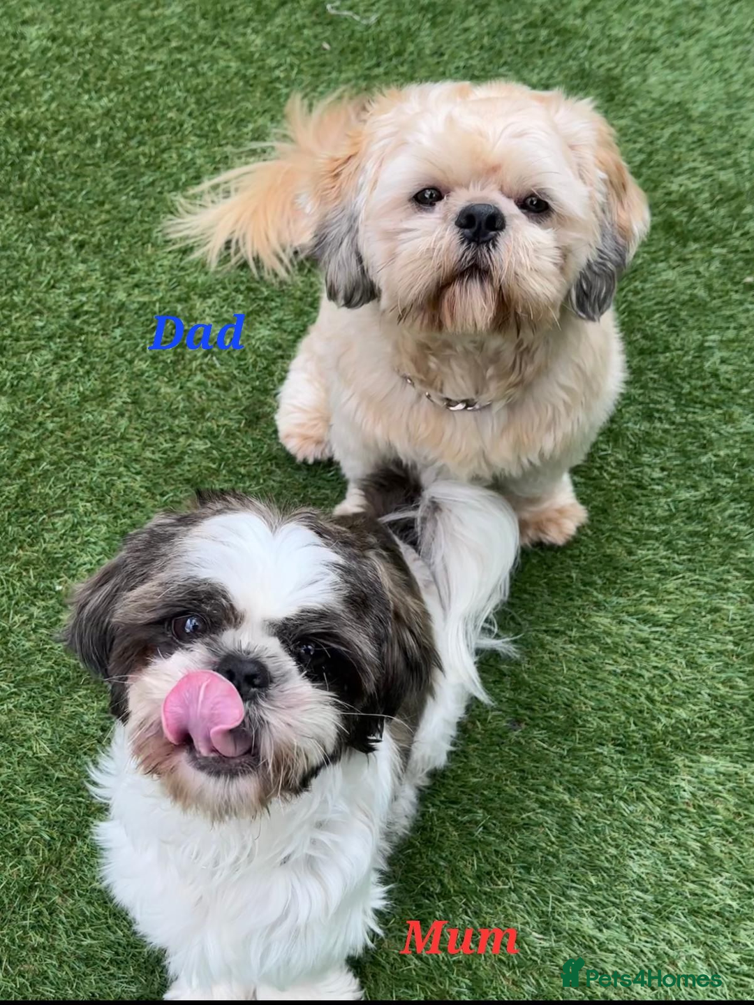Shih Tzu dogs for sale: 💕🐶💕 STUNNING SHIH TZU 💕🐶💕 - Image 1