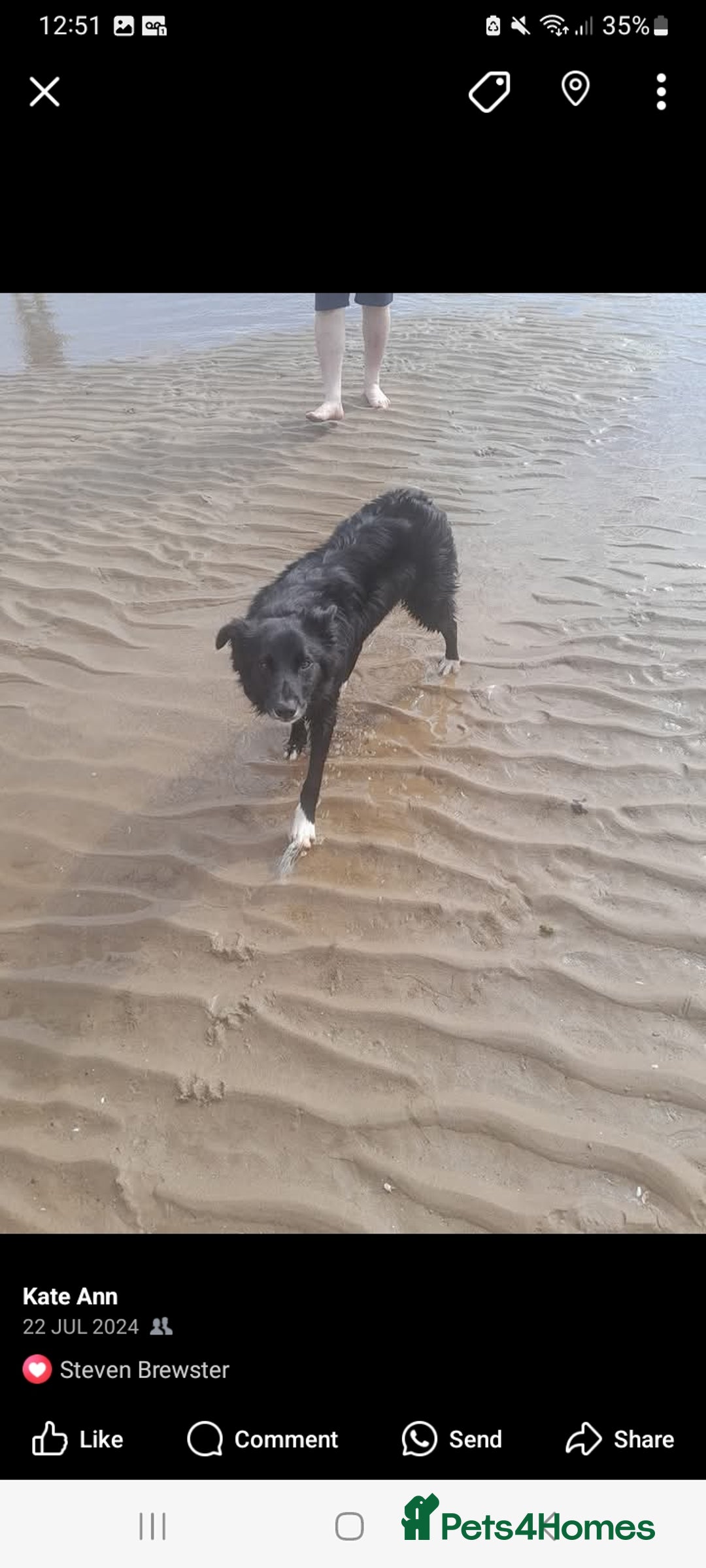 Border Collie dogs for sale: Border collie male 2 years old - Image 2