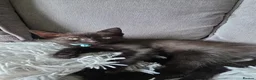 Mixed Breed cats for sale: Kittens looking for their forever homes - Advert 2