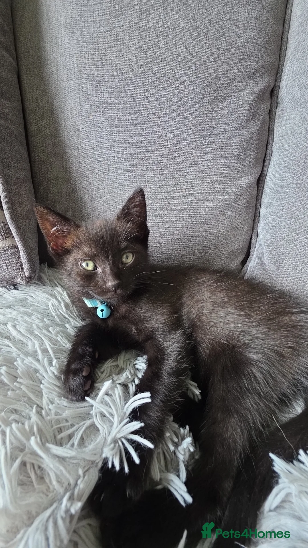 Mixed Breed cats for sale: Kittens looking for their forever homes - Advert 2