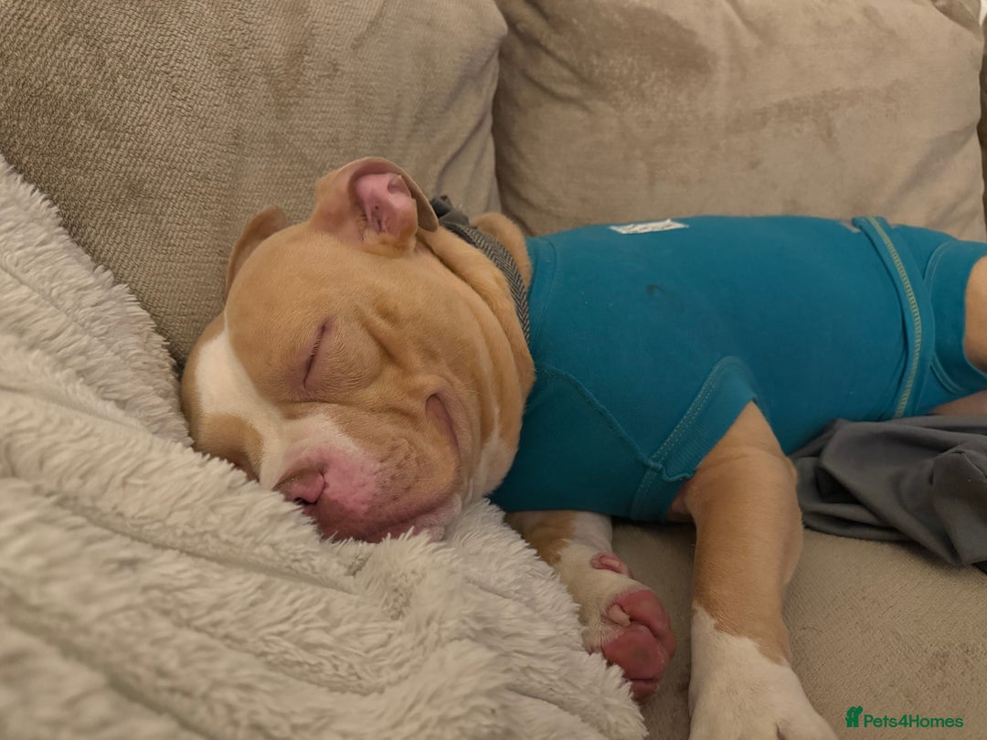 American Bulldog dogs for sale: Rehome - Advert 5