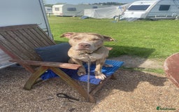 Mixed Breed dogs for sale: 1 year and 10 month old staffy mix male - Image 4