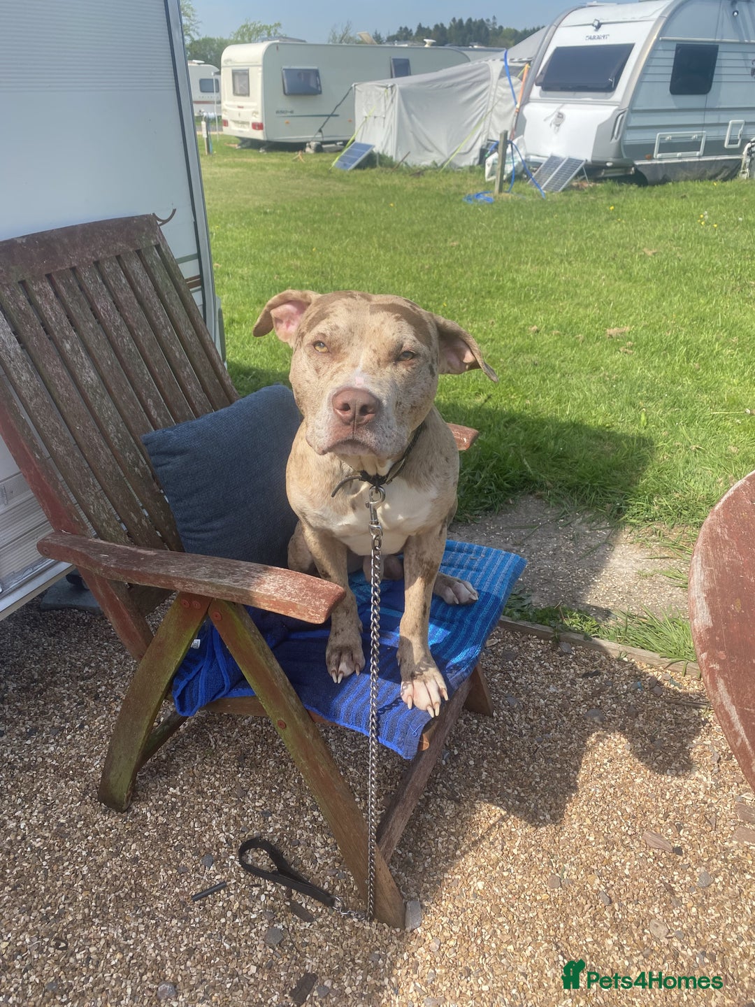 Mixed Breed dogs for sale: 1 year and 10 month old staffy mix male - Image 4
