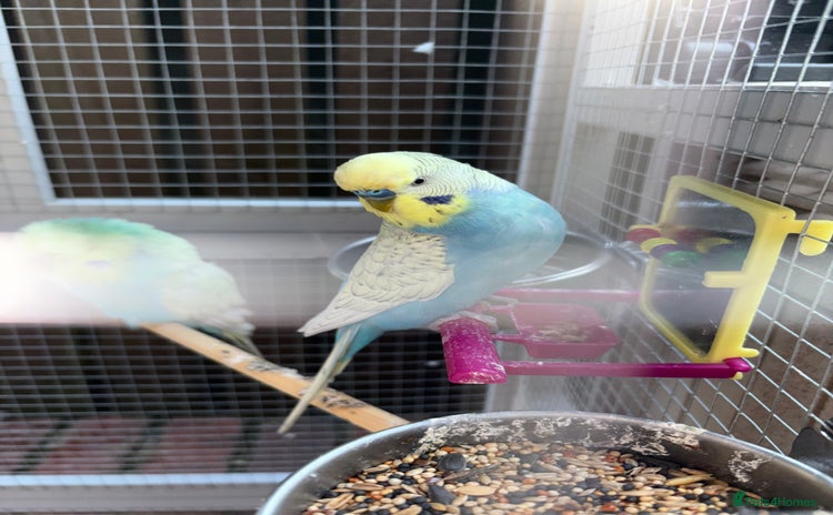 Budgerigars birds - Advert 5