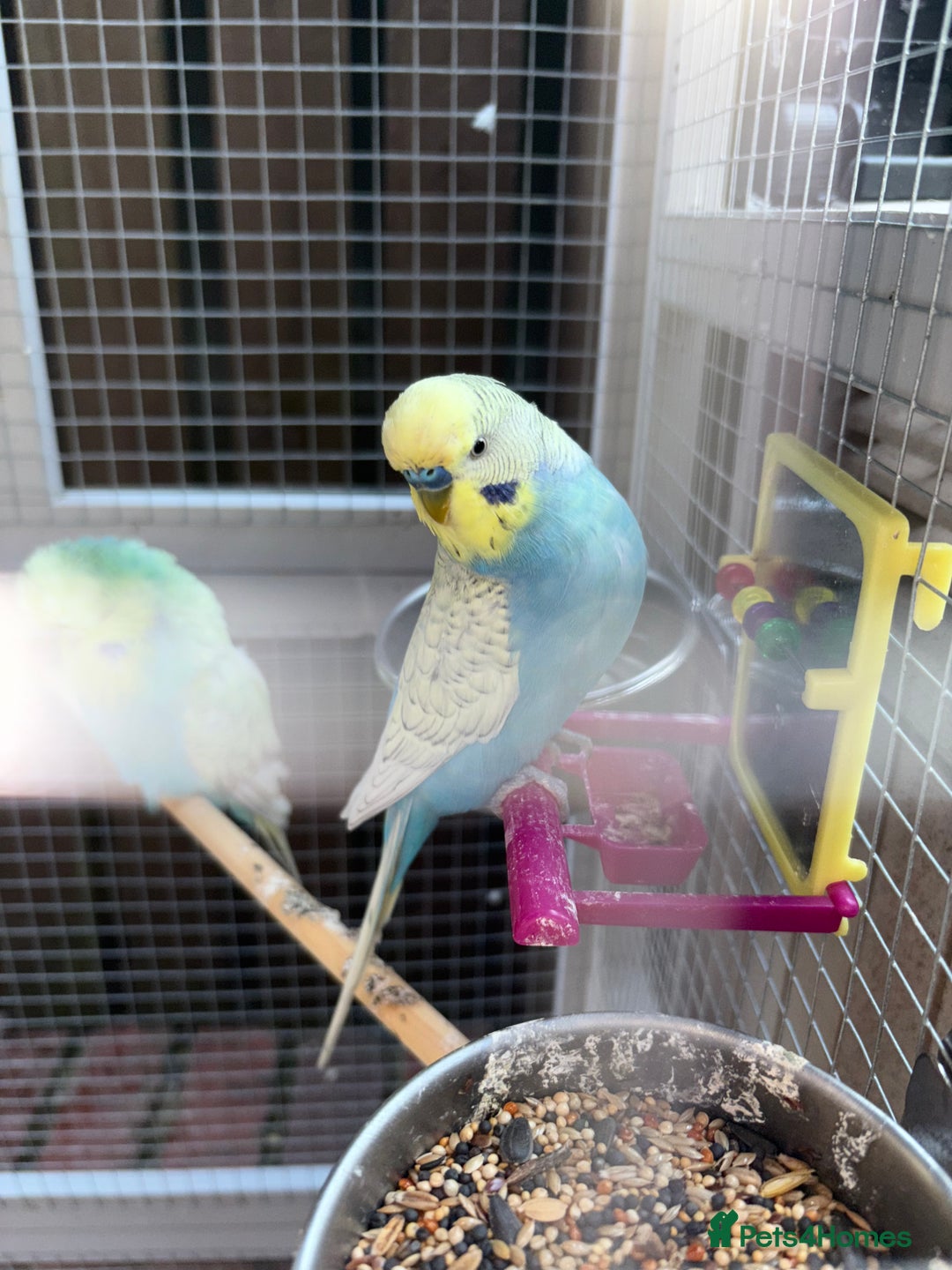 Budgerigars birds for sale: Budgies  - Image 1