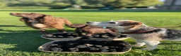 Cocker Spaniel dogs for sale: Glanhowy gundog kc reg working cocker spaniel pups - Advert 10