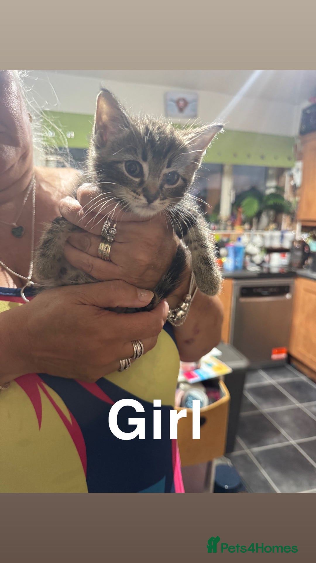 Ragdoll cats for sale: Ragdoll cross tabby’s  - Image 1