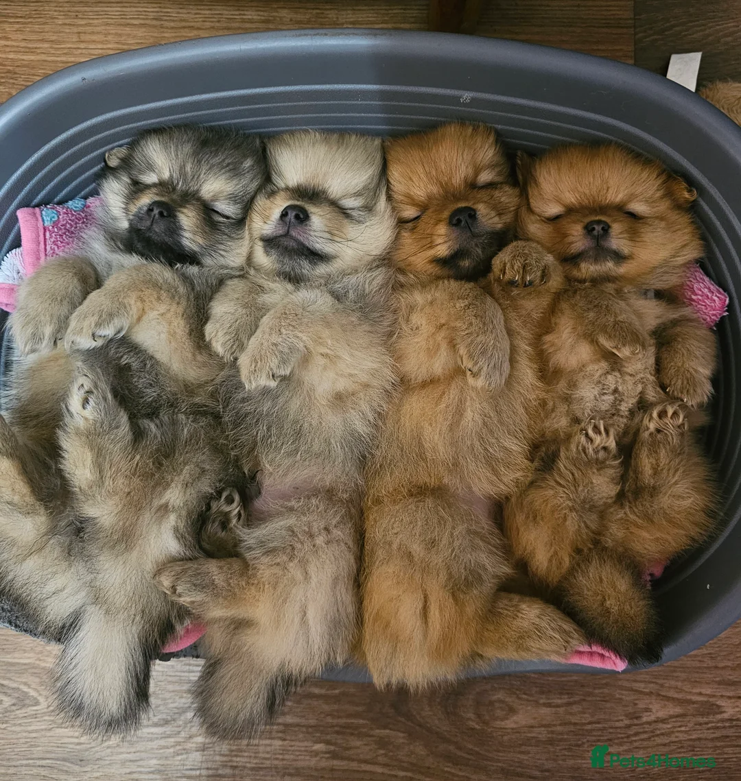 Pomeranian dogs for sale: 4 baby pomeranians for sale - Advert 20