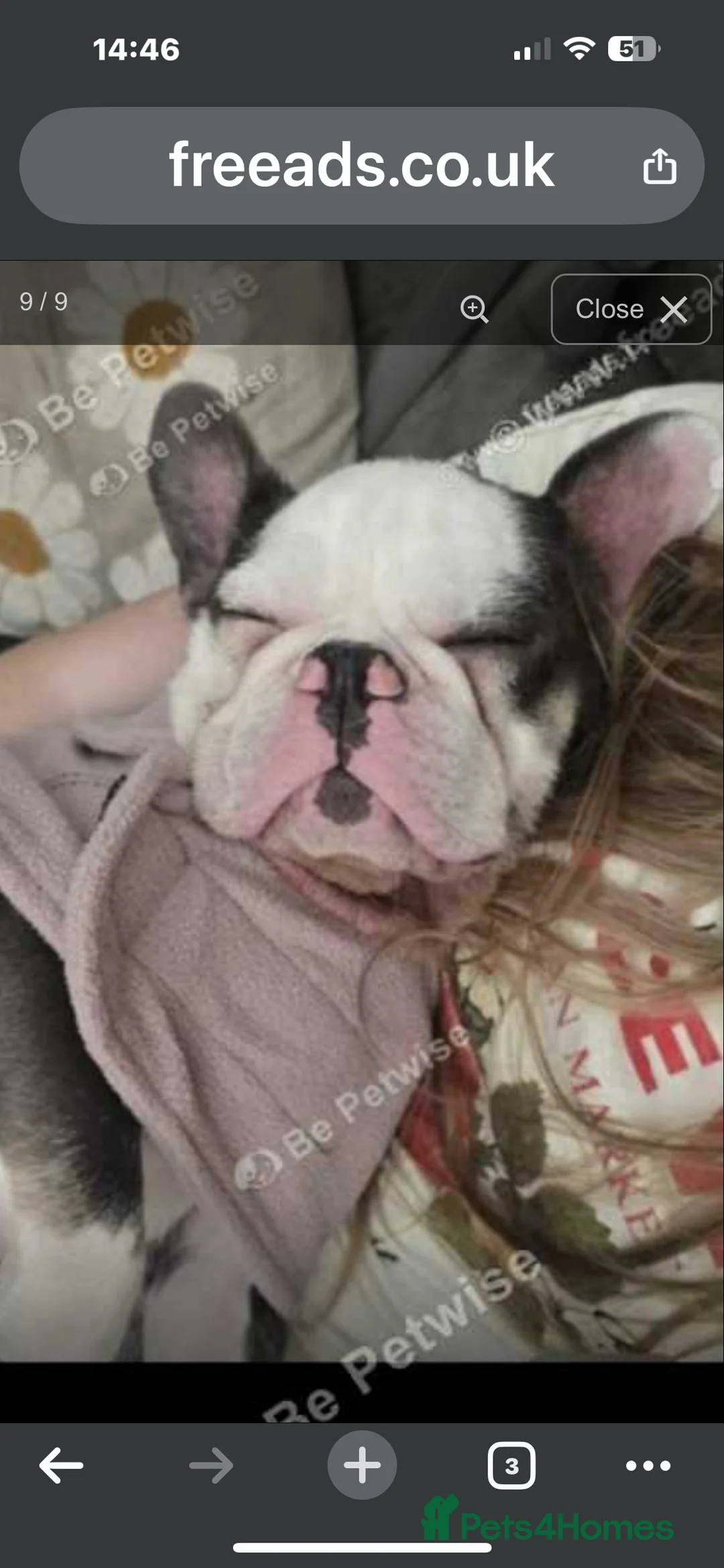 French Bulldog dogs for sale: RARE MINI FRENCH BULLDOG BLUE EYES  - Advert 5