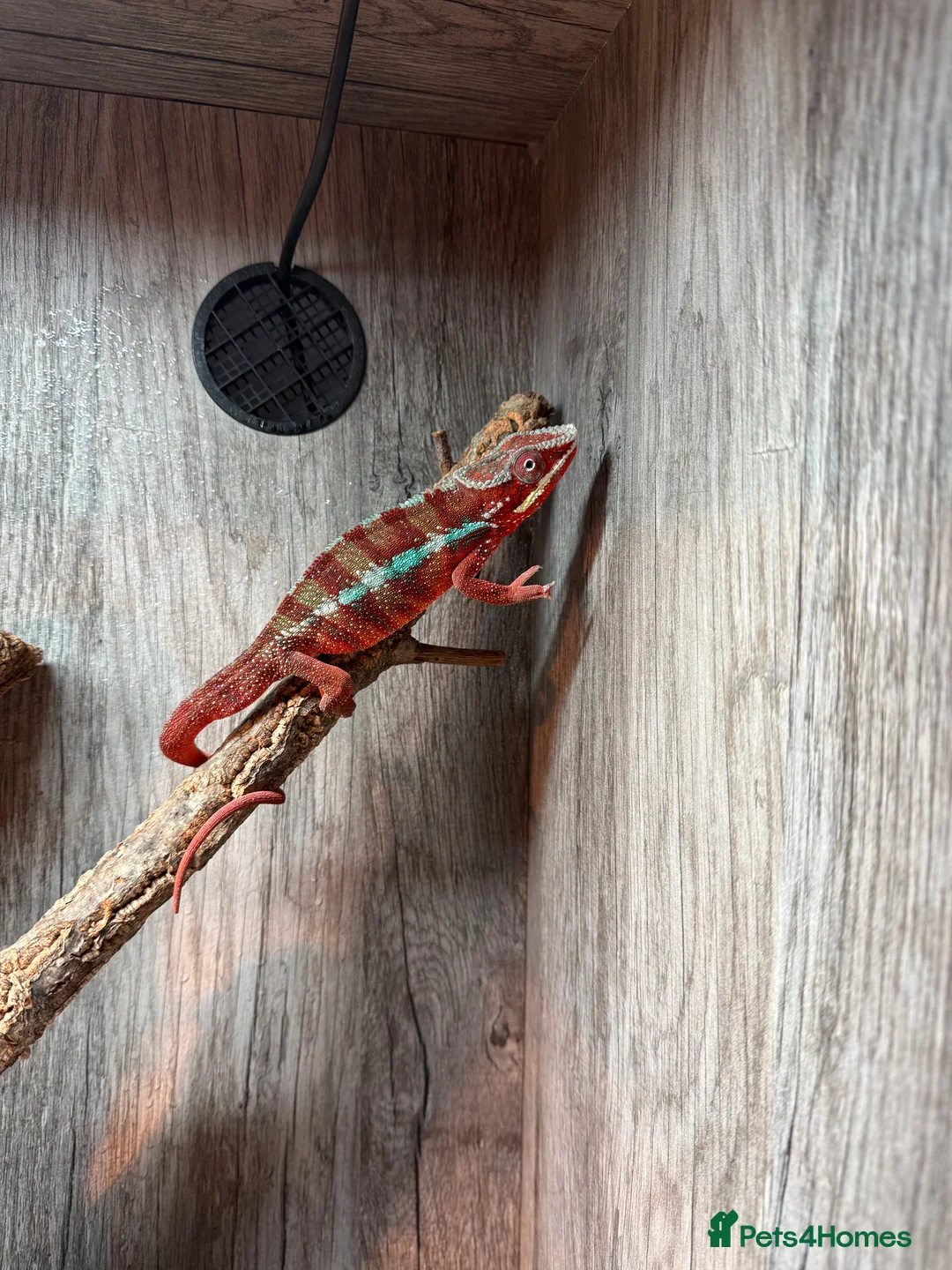 Chameleon reptiles for sale: Chameleons ambilobe - Advert 29