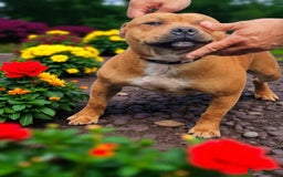 Staffordshire Bull Terrier dogs for sale: BRUNO CH SIRED RED MALE LOOKING FOR A NEW HOME  - Image 3