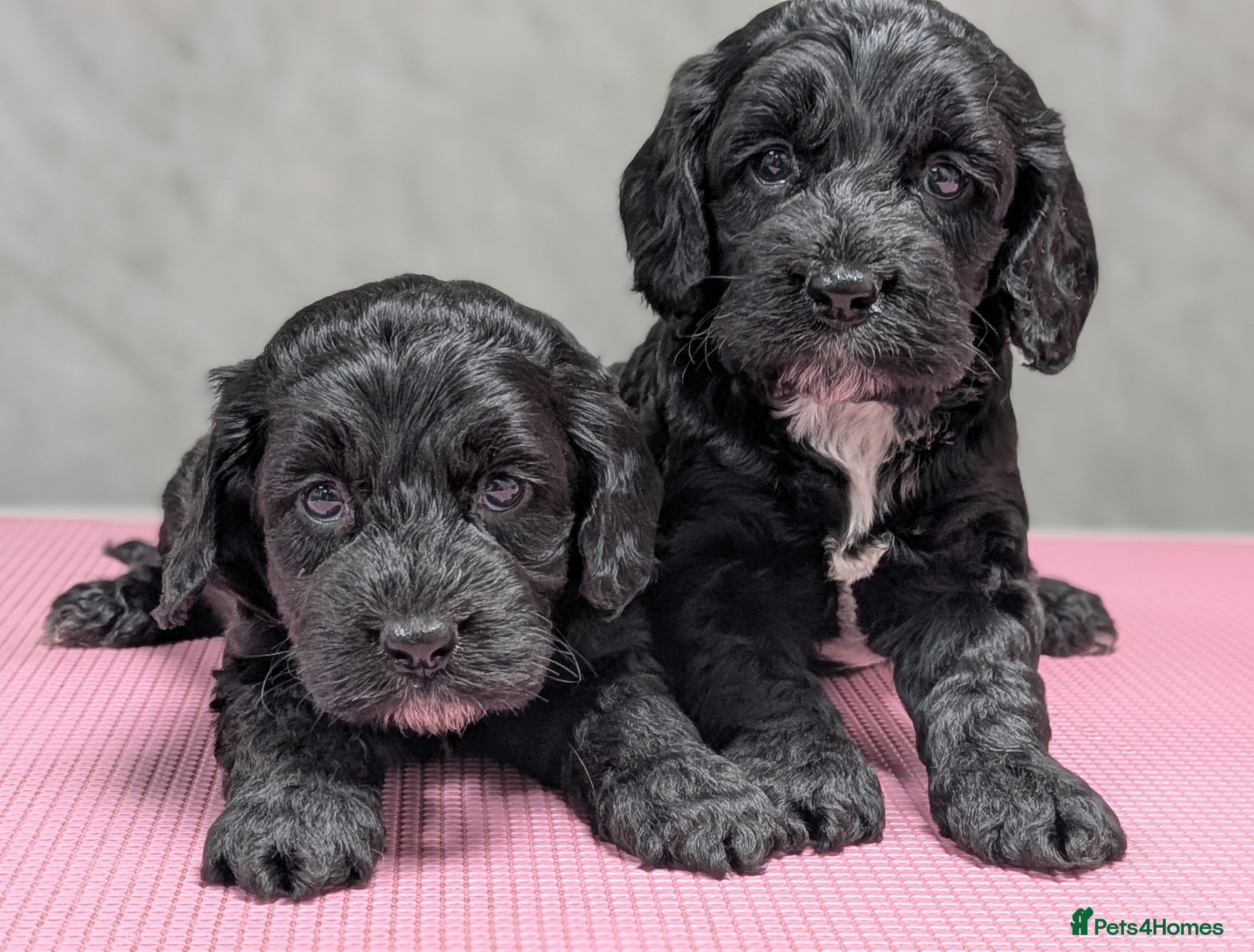 Cockapoo dogs Licensed breeder, health tested F1 cockapoo pups - Advert 10