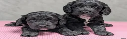 Cockapoo dogs for sale: Licensed breeder, health tested F1 cockapoo pups - Advert 1