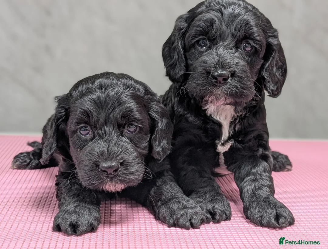Cockapoo dogs for sale: Licensed breeder, health tested F1 cockapoo pups - Advert 1