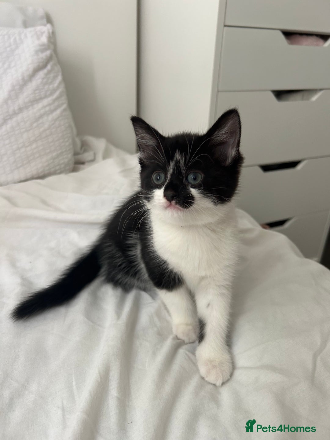Manx cats for sale: Gorgeous girl kitten - Image 1