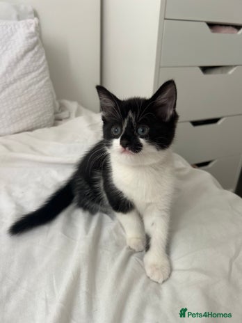 Manx cats - Advert 2