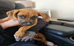Boxer dogs for sale: Beautiful female boxer puppy  - Image 4