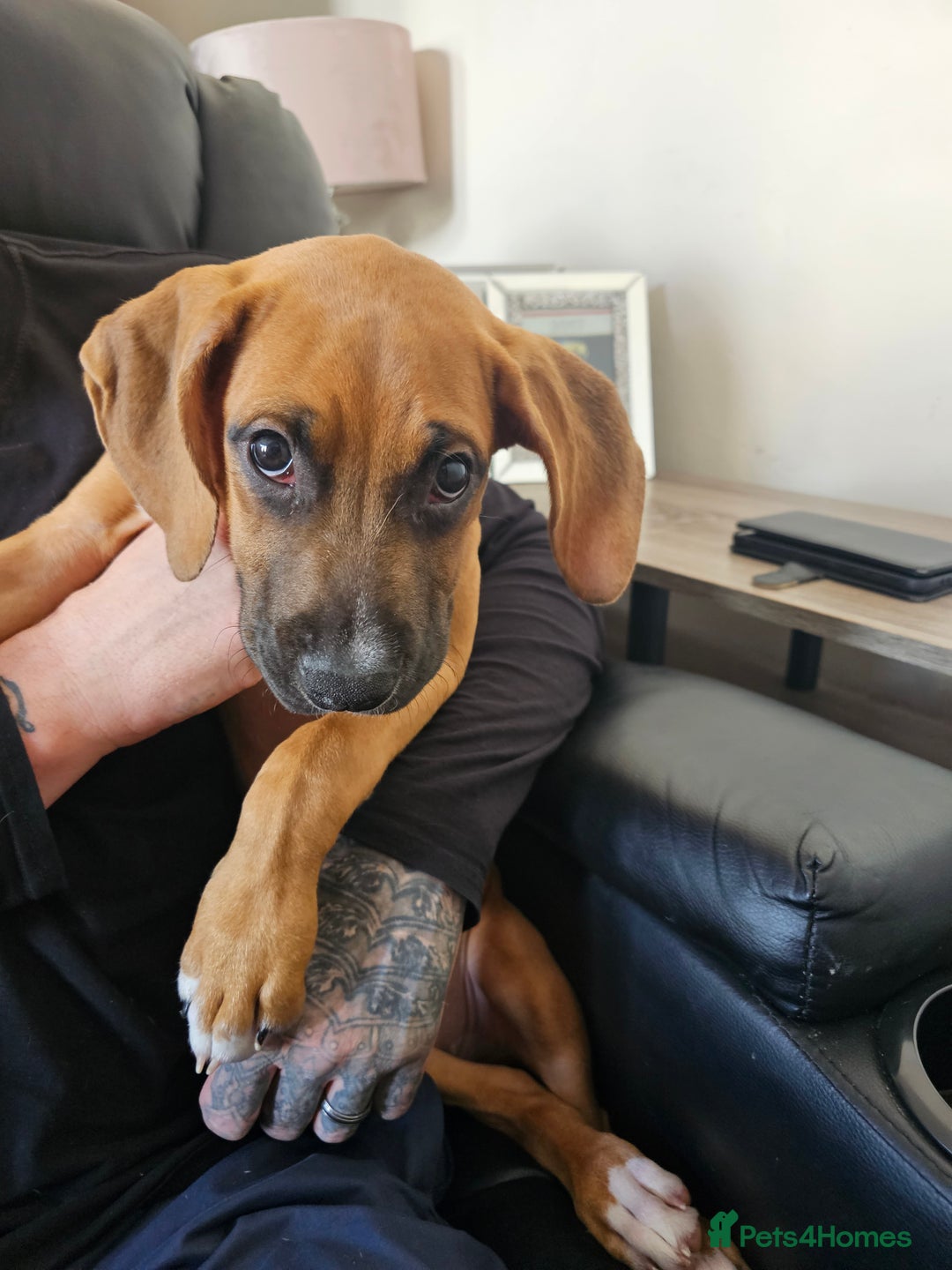 Boxer dogs for sale: Beautiful female boxer puppy  - Image 4