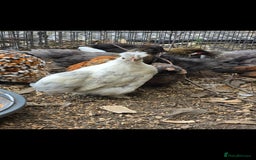 Chickens poultry for sale: 2025 Chicks looking for new homes - Image 19