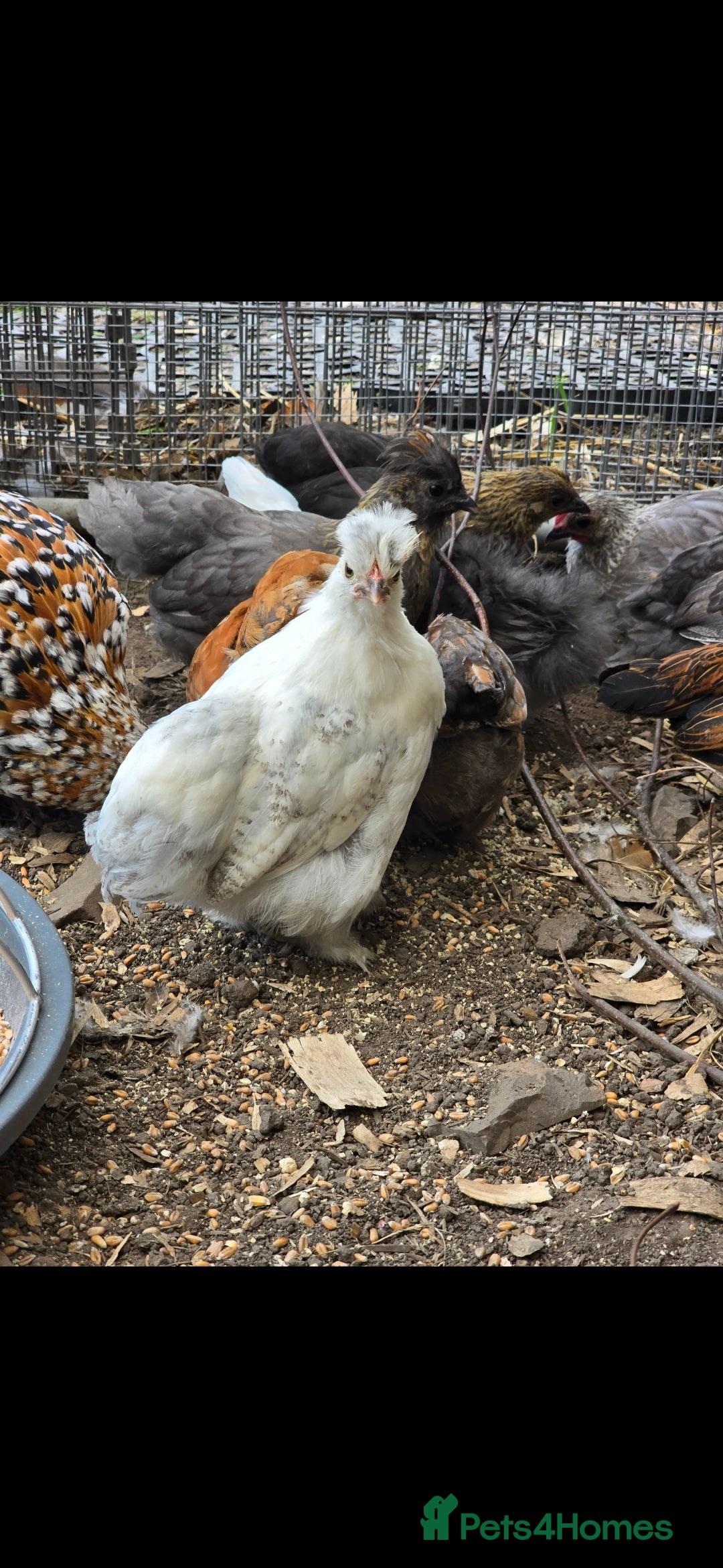 Chickens poultry for sale: 2025 Chicks looking for new homes - Image 19