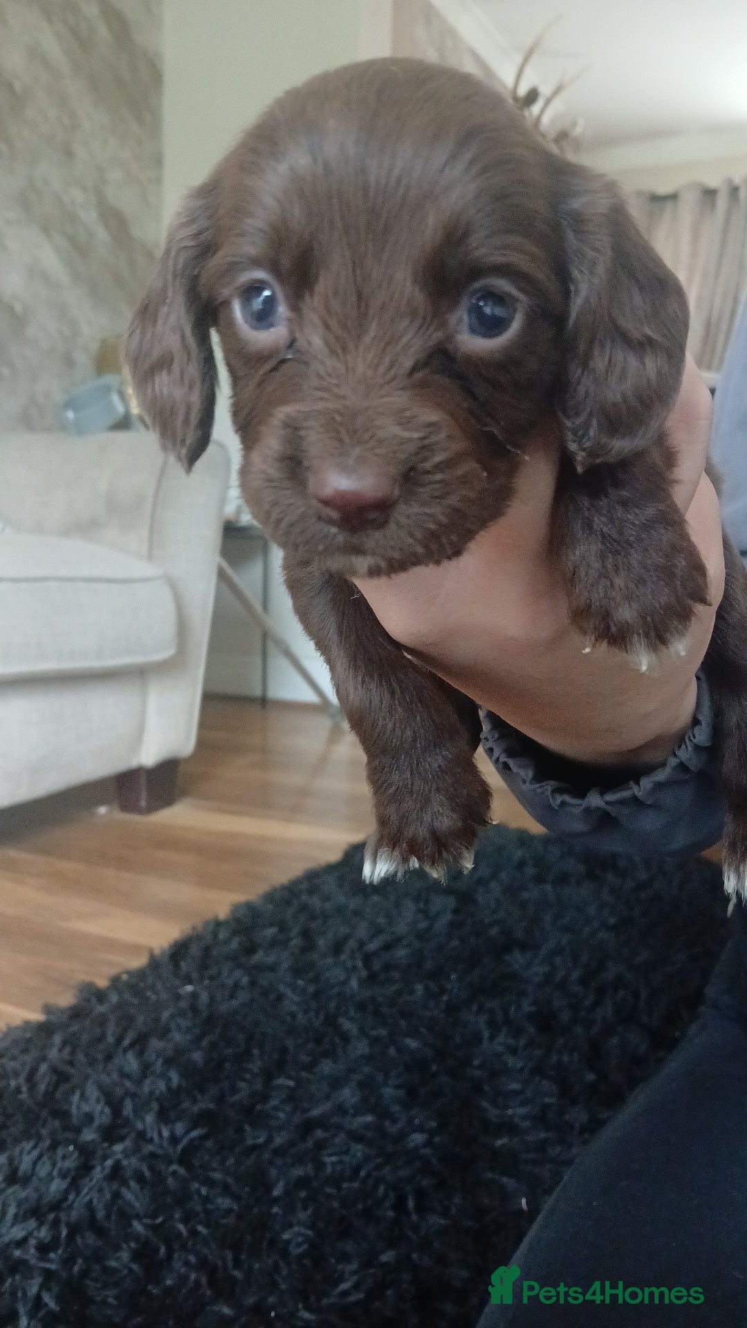 Sprocker dogs for sale: Beautiful litter of sprocker puppies - Image 21