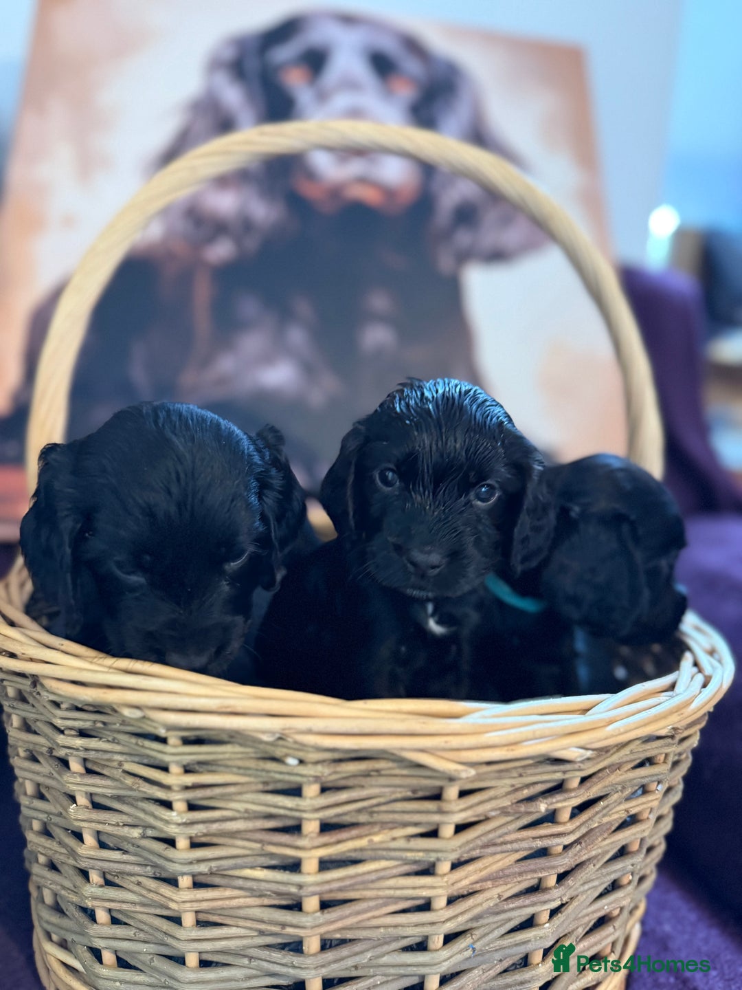Cocker Spaniel dogs for sale: Working cocker spaniel puppies  - Image 8