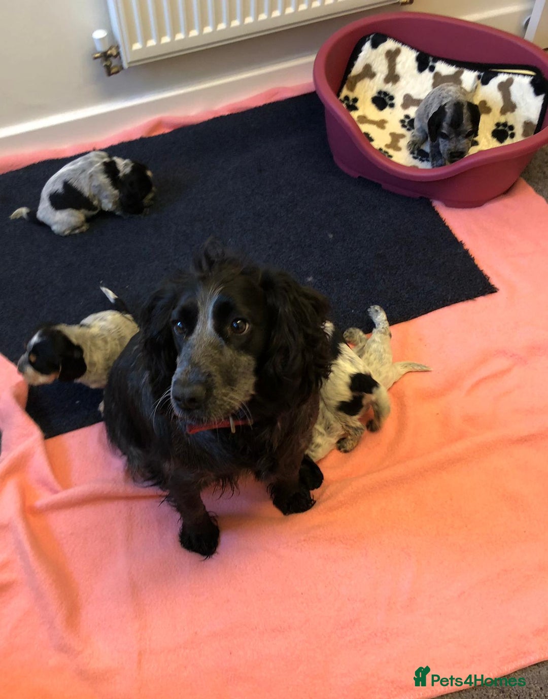 Cocker Spaniel dogs for sale: Outstanding KC registered cocker Spaniel puppies. - Advert 6