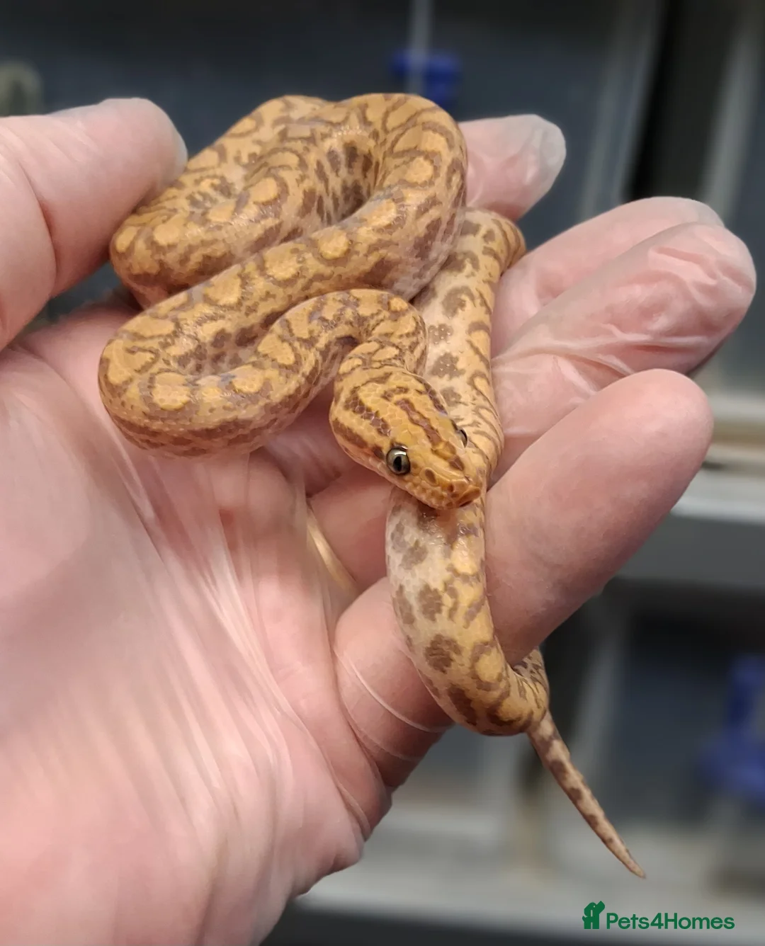 Boa Snake reptiles for sale: Rainbow Boa T-Albino - Advert 1
