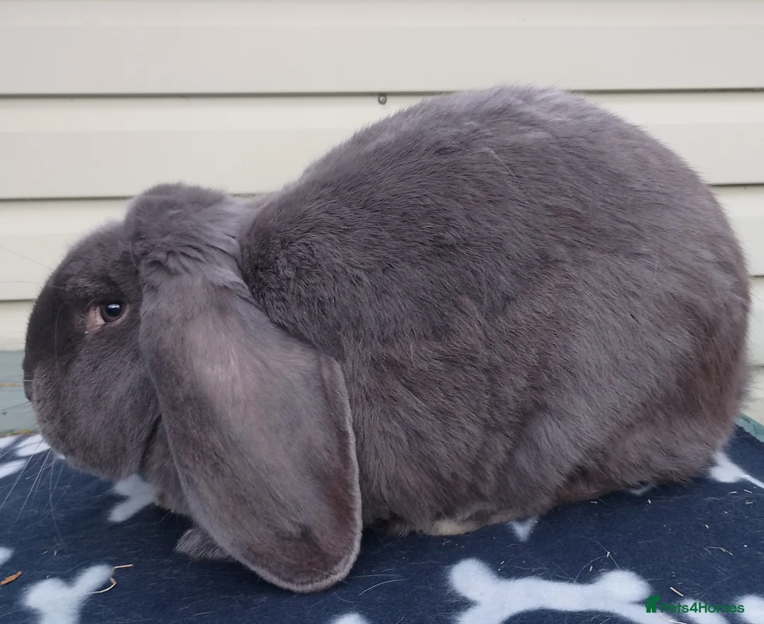 French Lop rabbits for sale: Young Male French Lop - Advert 3