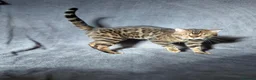 Bengal cats for sale: Gorgeous Bengal Boy looking for a loving home - Advert 2
