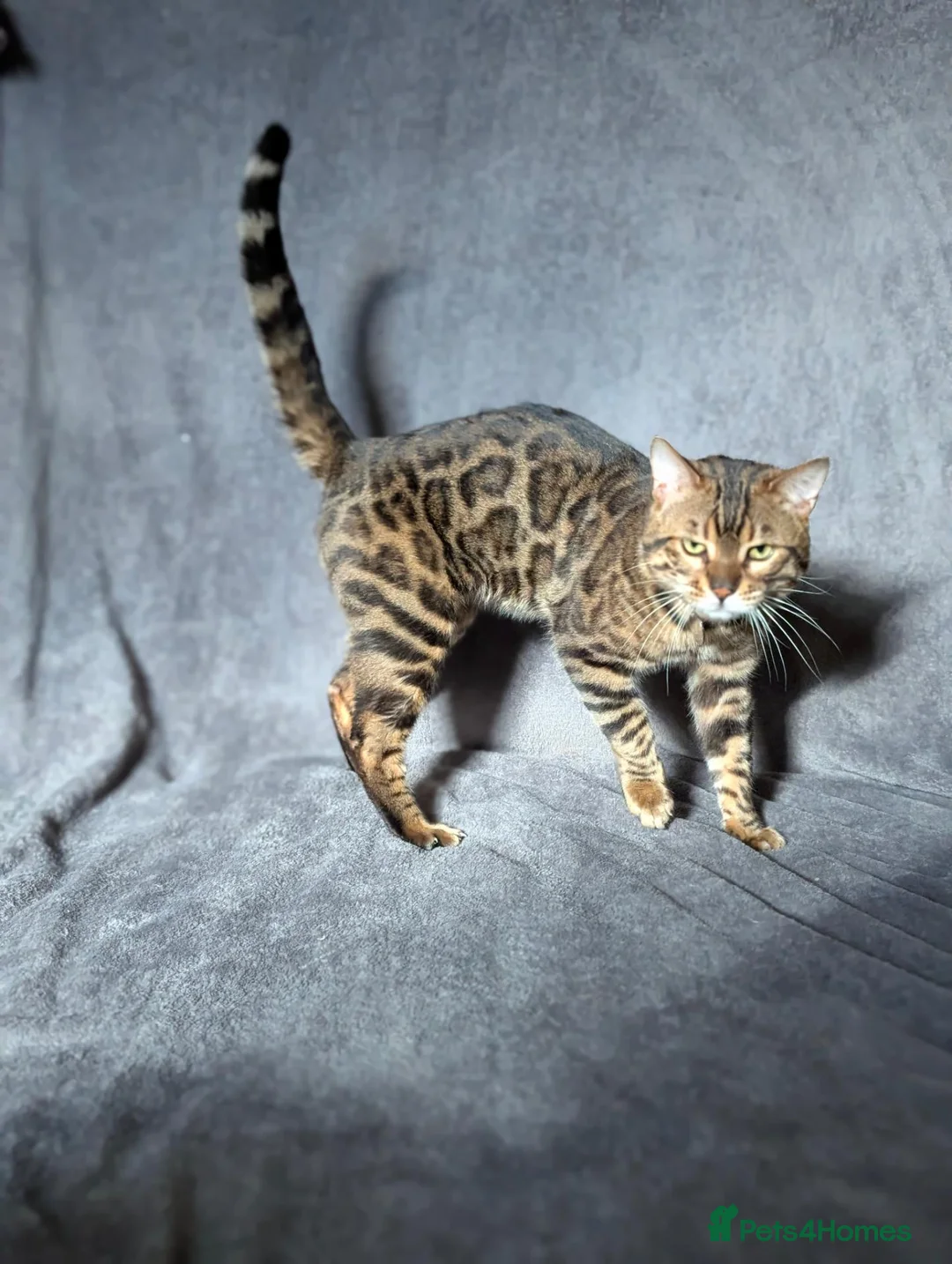 Bengal cats for sale: Gorgeous Bengal Boy looking for a loving home - Advert 2